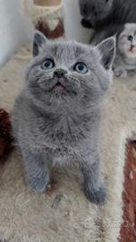 Gattini Scottish fold e straight