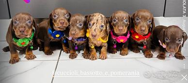 Bassotto CIOCCOLATO 2 mesi Pedigree ENCI chocolate