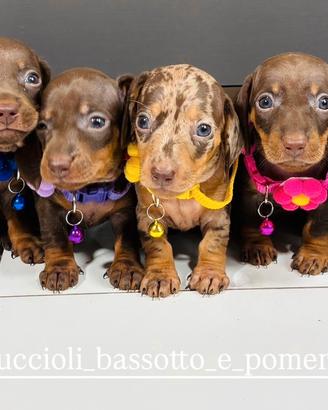 Bassotto CIOCCOLATO 2 mesi Pedigree ENCI chocolate