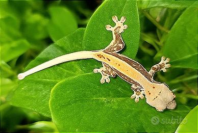 Baby geco Ciliatus Lilly White Orange, teca