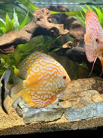 Discus femmina