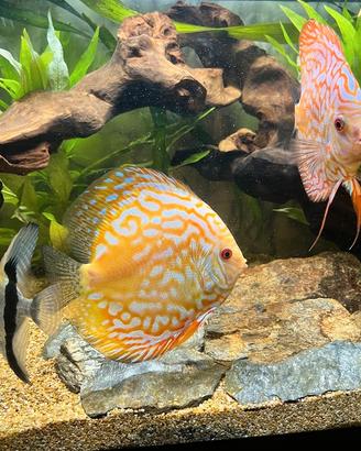 Discus femmina