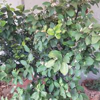 piante di limoni in vaso