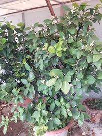 piante di limoni in vaso