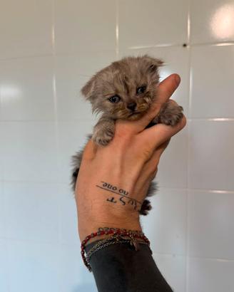 Dolcissime cucciolotte British 