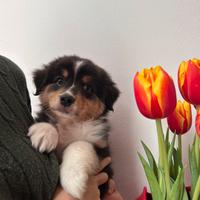 Cuccioli australian shepherd /pastore australiano
