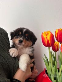 Cuccioli australian shepherd /pastore australiano