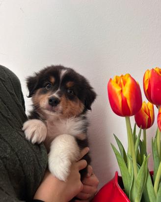 Cuccioli australian shepherd /pastore australiano