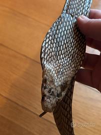 Cintura di pelle di cobra marca implora