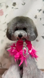 Barboncino toy grigio silver con pedigree enci