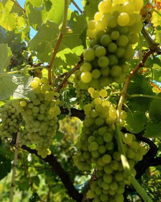 Uva da vino Zona Flegrea - Bianca e Nera - €1/kg