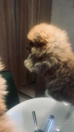 Cucciola di volpino italiano