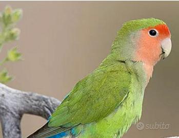 Rosy collis (inseparabili