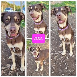 Cucciola in adozione