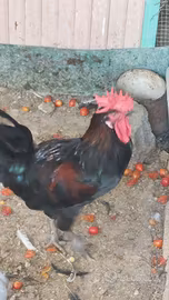 Galline