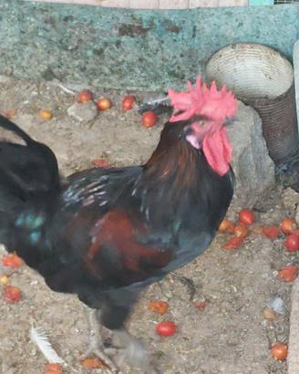Galline