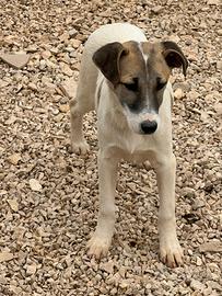 Cucciola di 6 mesi futura taglia media in canile