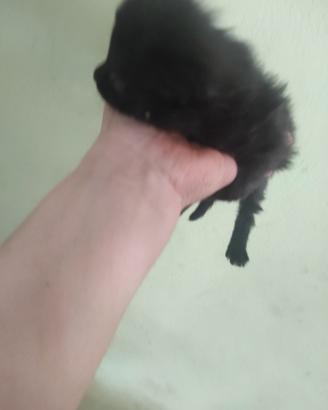 Meravigliosi gattini Total Black