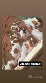 Cuccioli di cane