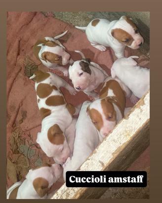 Cuccioli di cane