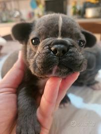 Bulldog francese blu occhi blu