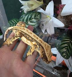 Geco ciliatus tricolor 0.1