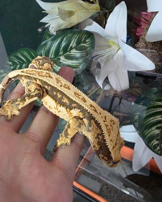 Geco ciliatus tricolor 0.1