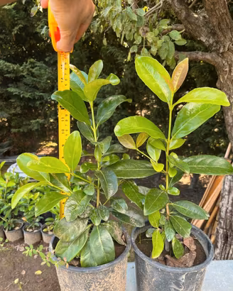 piante da siepi Viburno Lucido (Viburnum Lucidum)