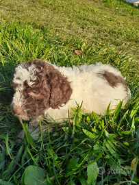 Lagotto Romagnolo