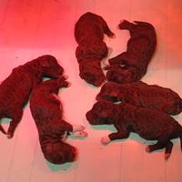 Cuccioli di Lagotto con Pedigree