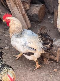 Gallo
