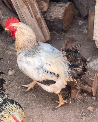 Gallo