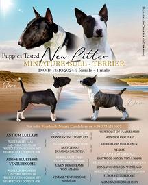 Miniature Bull-terrier