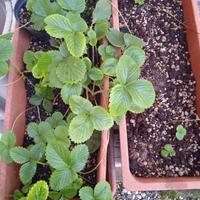 Piante di menta, salvia, fragole e pianta grassa