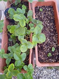 Piante di menta, salvia, fragole e pianta grassa