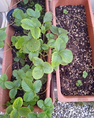 Piante di menta, salvia, fragole e pianta grassa