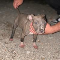 Cuccioli pitbull