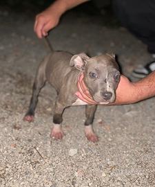 Cuccioli pitbull
