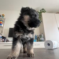 Cuccioli pastore tedesco
