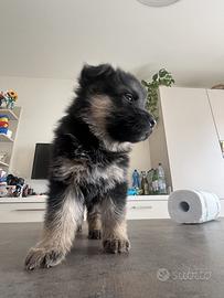 Cuccioli pastore tedesco