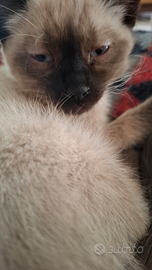 Gattino siamese
