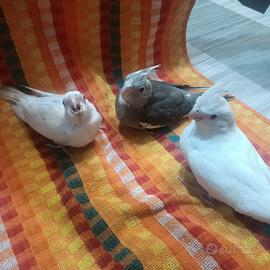 Calopsite albine da imbecco