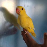 Pappagalli parrocchetti dal collare pulli imbecco