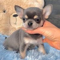 CHIHUAHUA TOY BLUE PUPPY - pag rateale