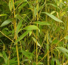 Piante di Bamboo