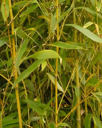 Piante di Bamboo