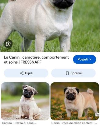 Voio comprare uncan carlino