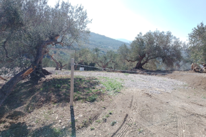 Terreno con ulivi