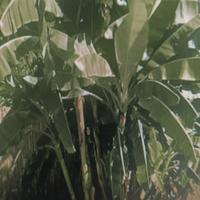 pianta banano da giardino