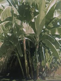 pianta banano da giardino